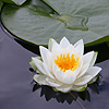 Lotusflower